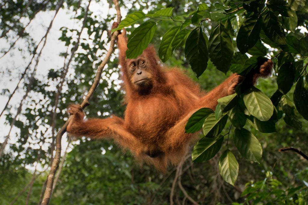 Orang-Oetan Bukit Lawang