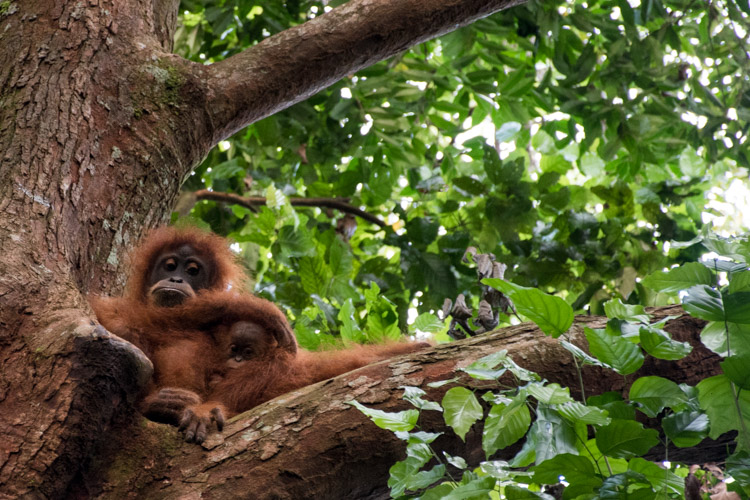 Orang-Oetan Bukit Lawang baby