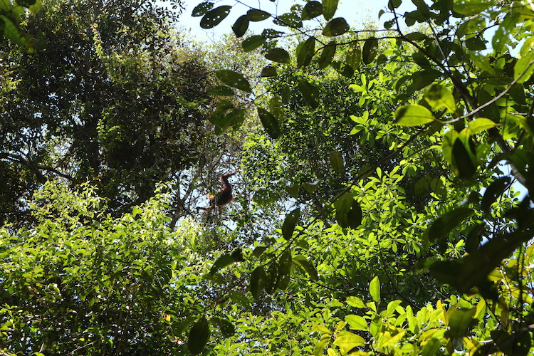 Orang Oetans spotten borneo west-kalimantan