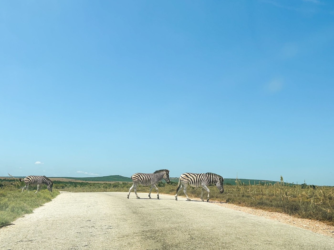 Overstekende Zeebra's, Addo Elephant Park