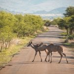 PIlanesberg Zuid Afrika-2