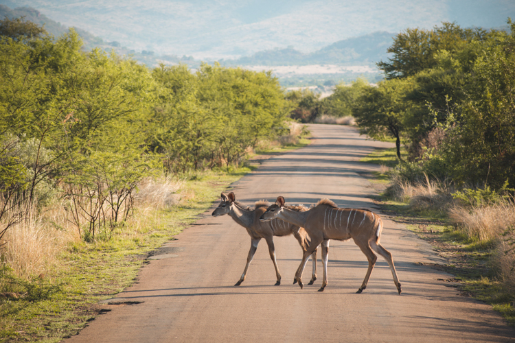 PIlanesberg Zuid Afrika-2