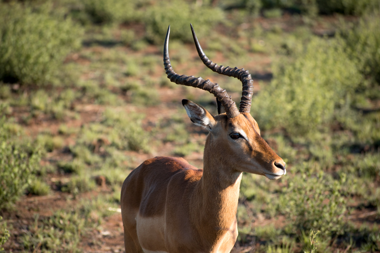 PIlanesberg Zuid Afrika-3