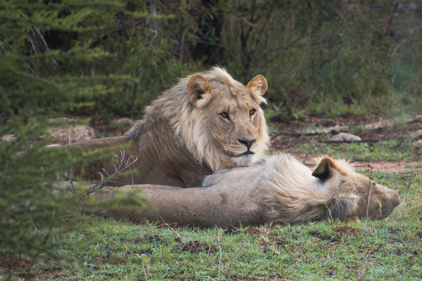 PIlanesberg big five ivory tree lodge