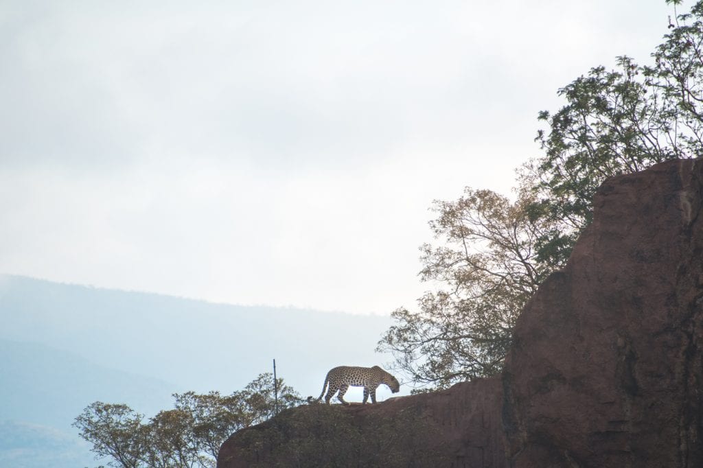 PIlanesberg big five safari ivory tree lodge