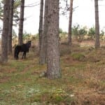 Vale de Poldros paarden