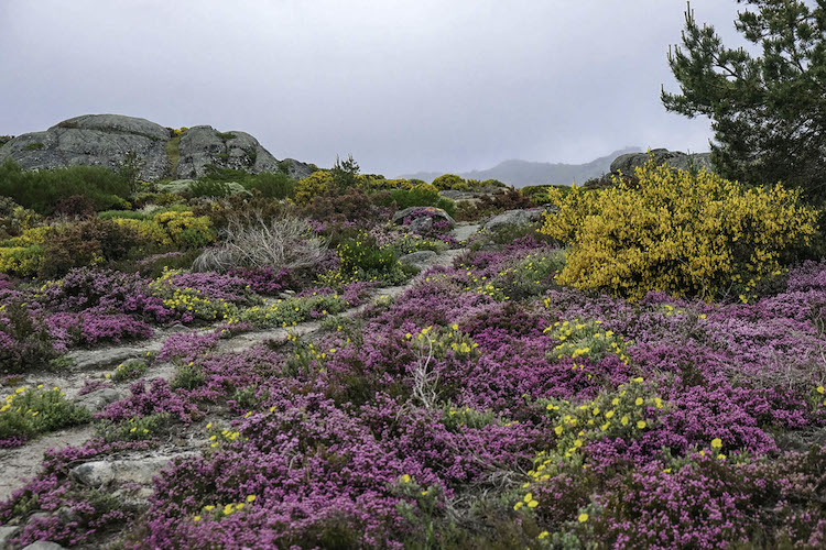 Paarse bloemen in centraal portugal