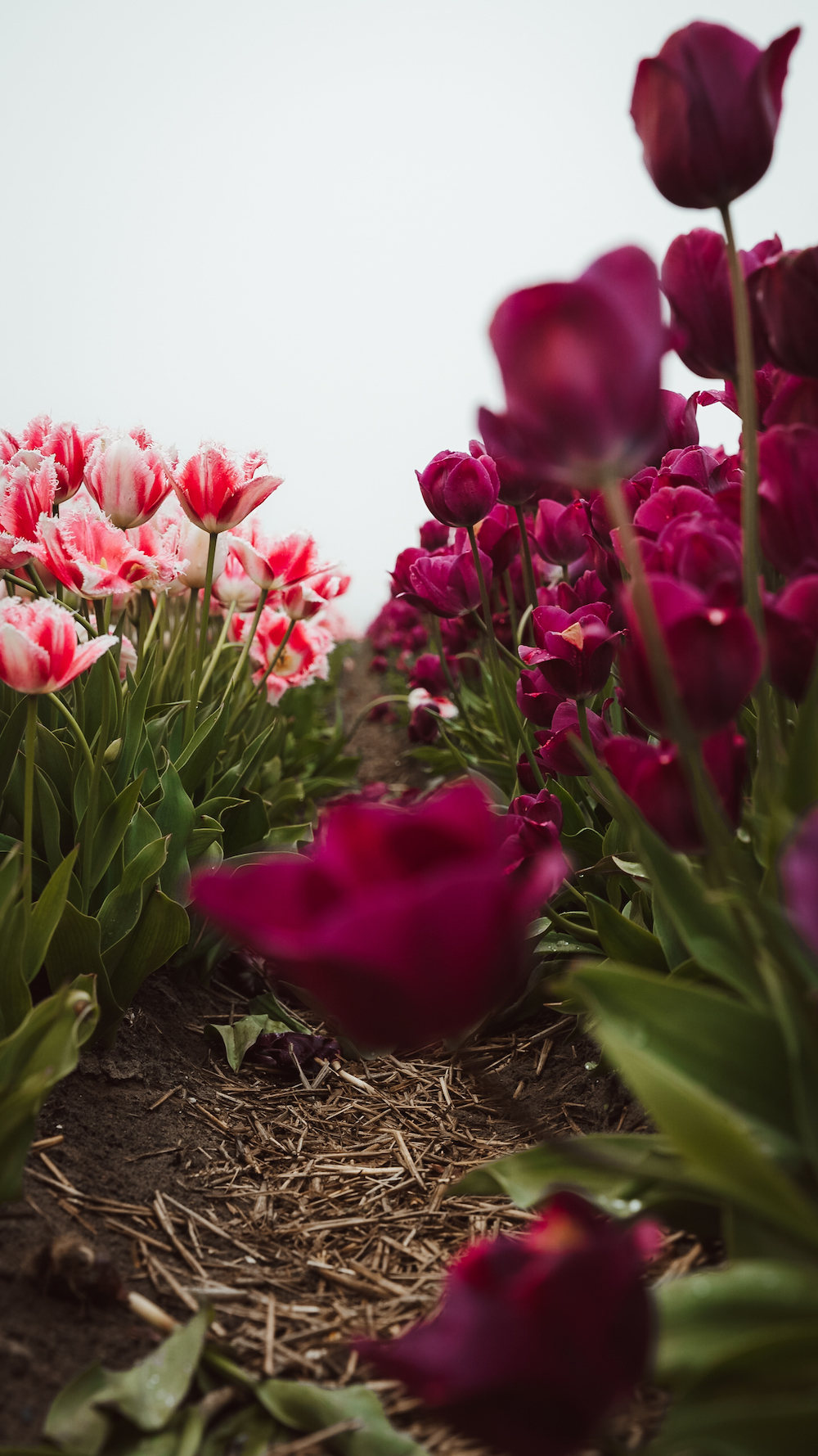 Paarse en roze tulpen