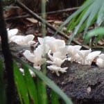 Paddestoelen in Australie natuur