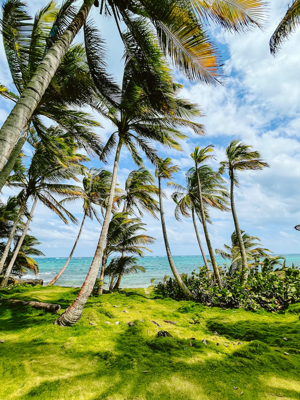 Palm trees Little Corn Island