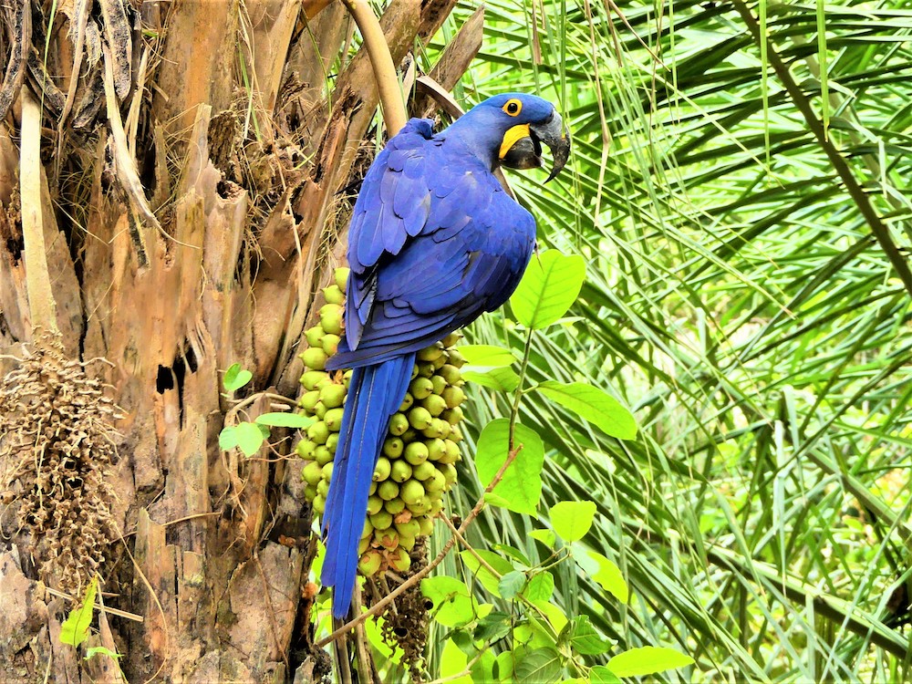 Pantanal Ara Brazilie