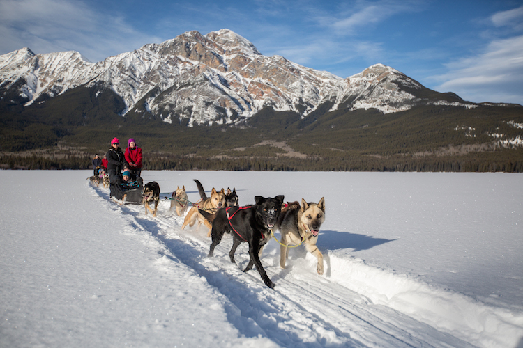 People Dogsledding at Winterfest