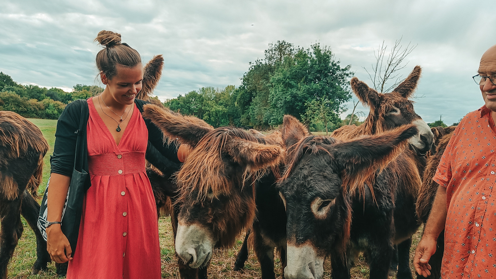 Pays de la loire, ezelboerderij