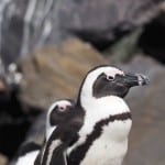 Penguin Boulders Beach