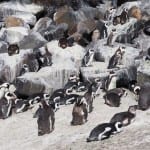 Penguin Boulders Beach