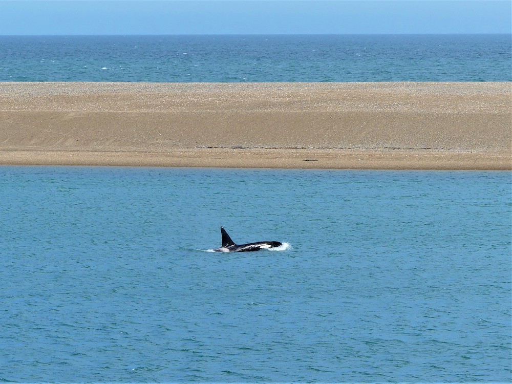 Península Valdés, Orka