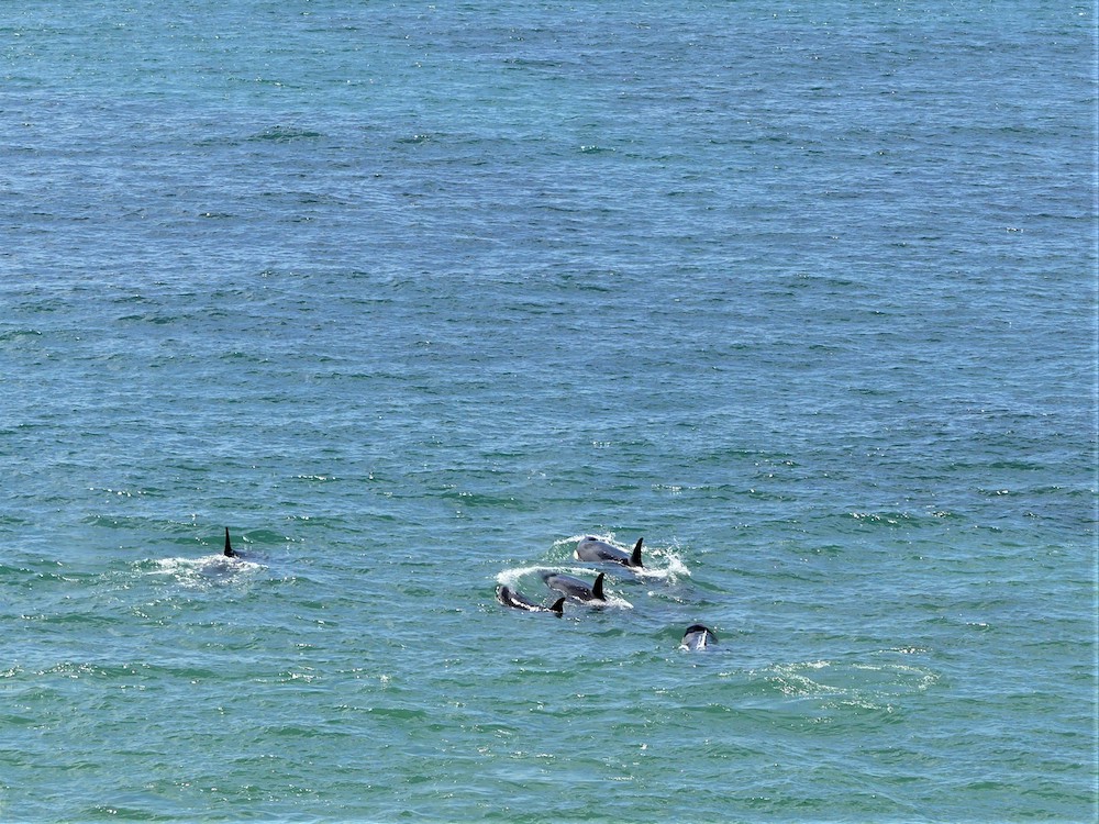 Península Valdés, Orka's bij Punta Norte