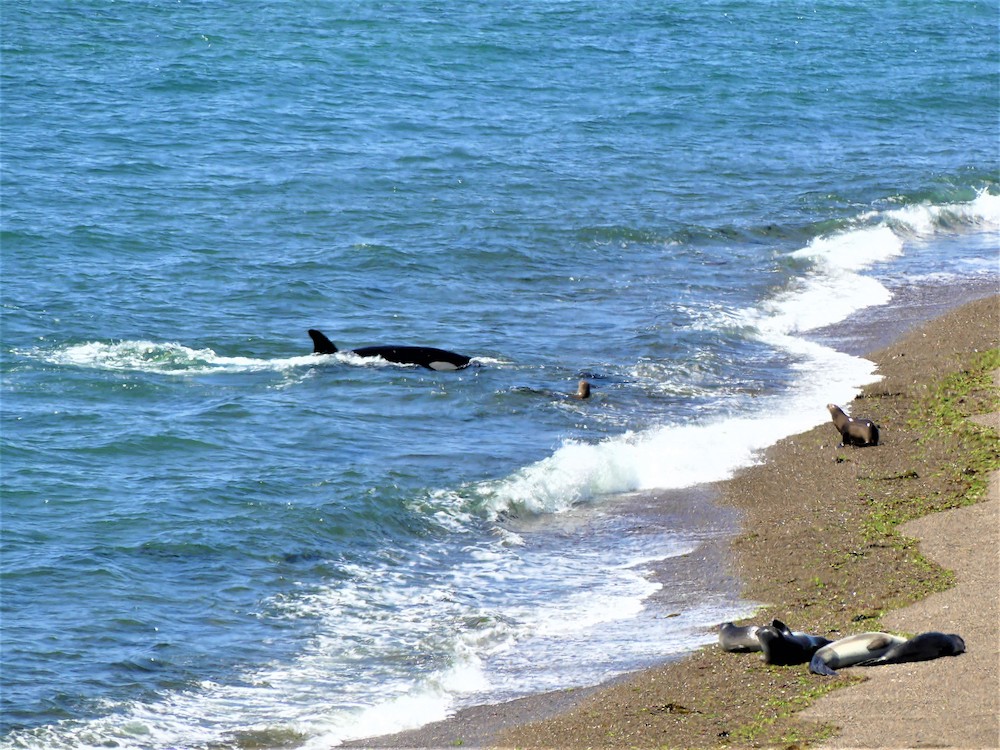 Península Valdés, Punta Norte