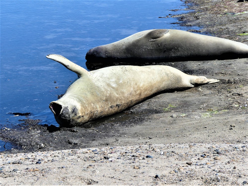 Península Valdés, gapende zeehond