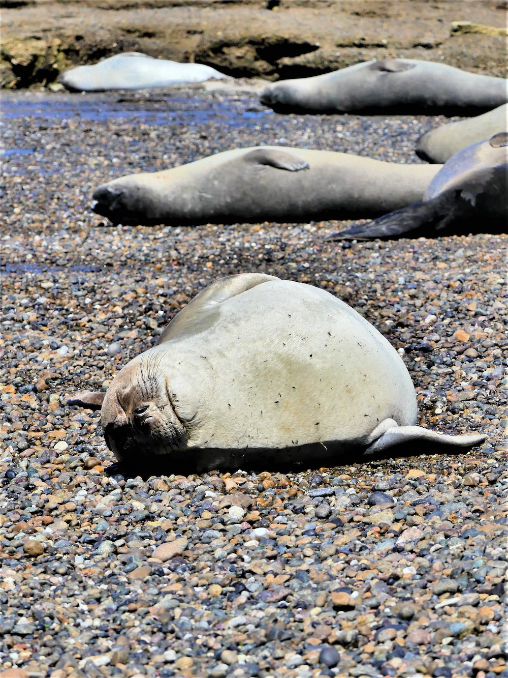 Península Valdés, zeehond