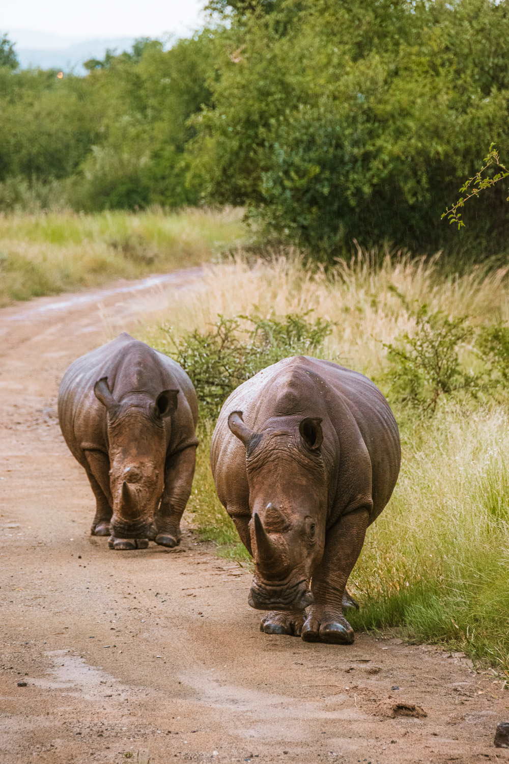 Pilanesberg National Park safari