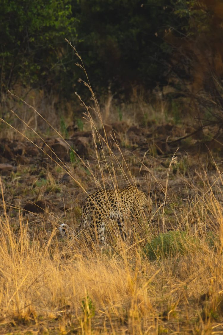 Pilanesberg Safari 1