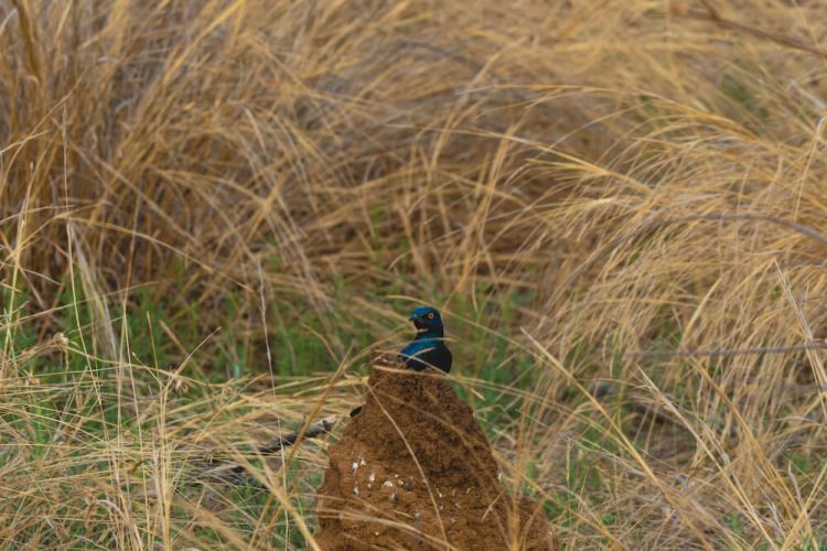 Pilanesberg Safari 2