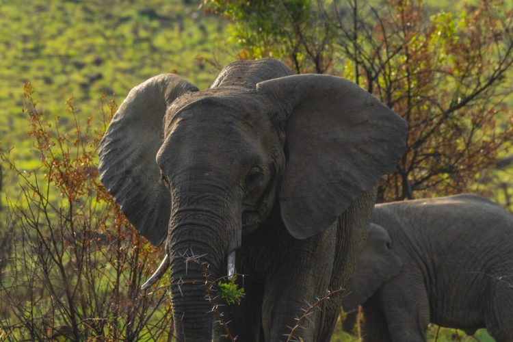 Pilanesberg Safari 4