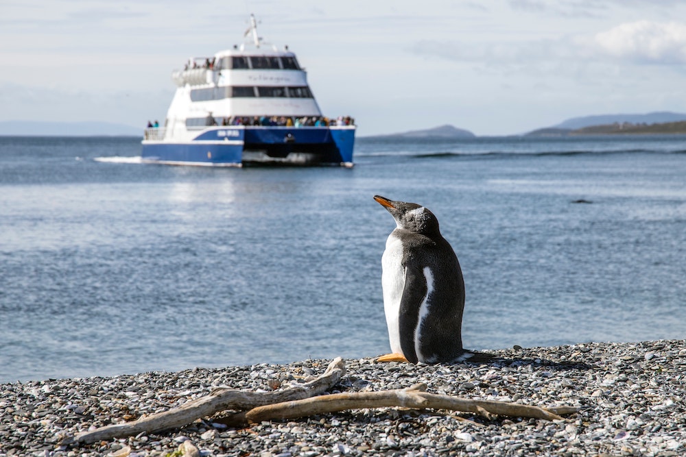 Pinguïns bij Ushuaia