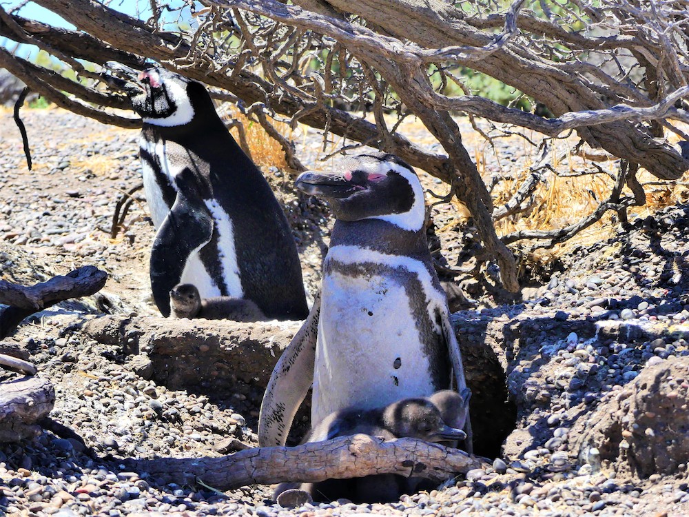 Pinguïns met jongen, Península Valdés