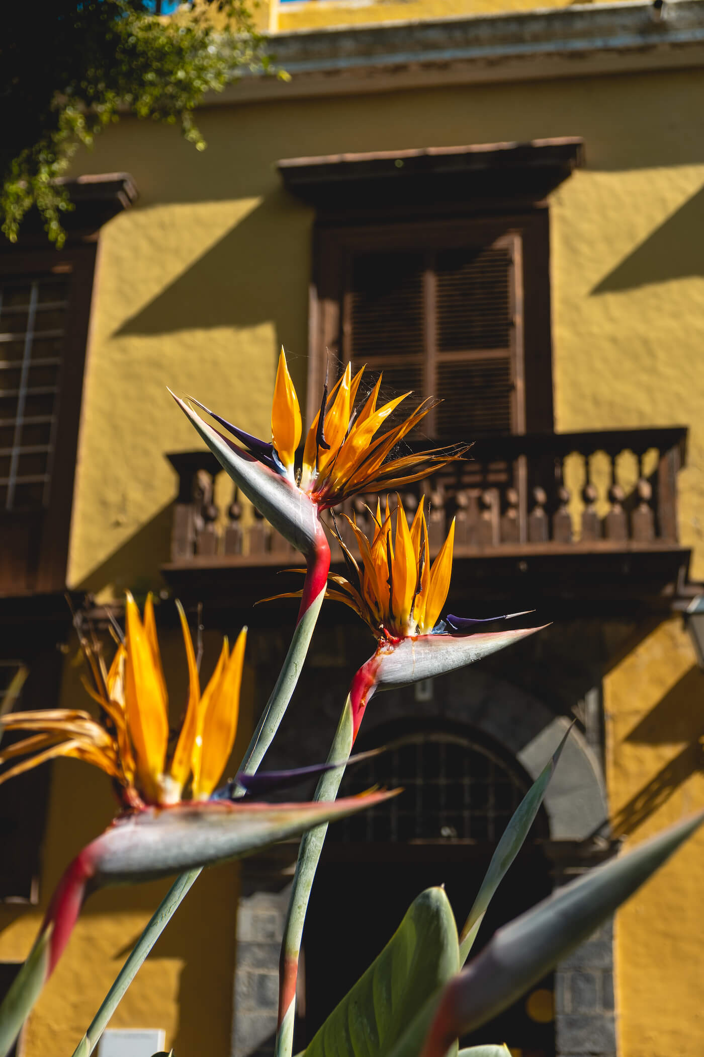 Plaza La Constitución Garachico 1