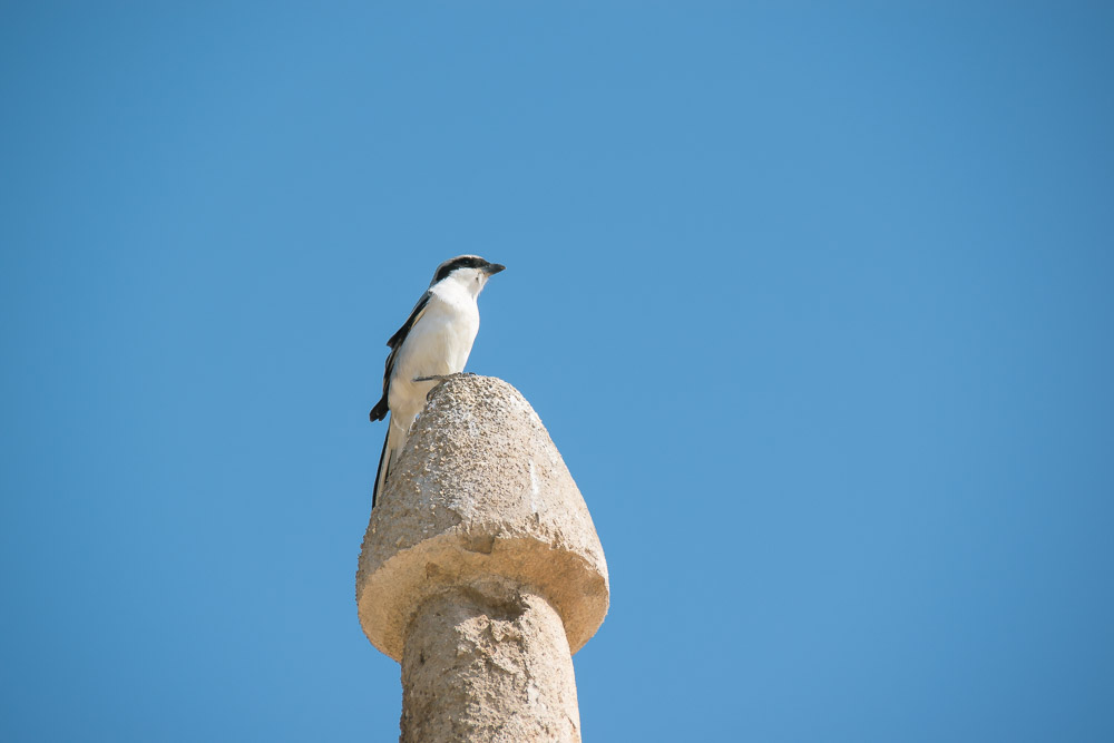 Qatar vakantie Al Zubara Fort