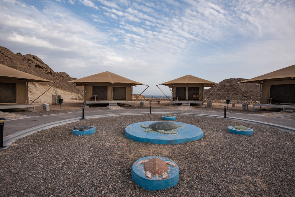 Ras Al Jinz Turtle Reserve Oman schildpadden spottne