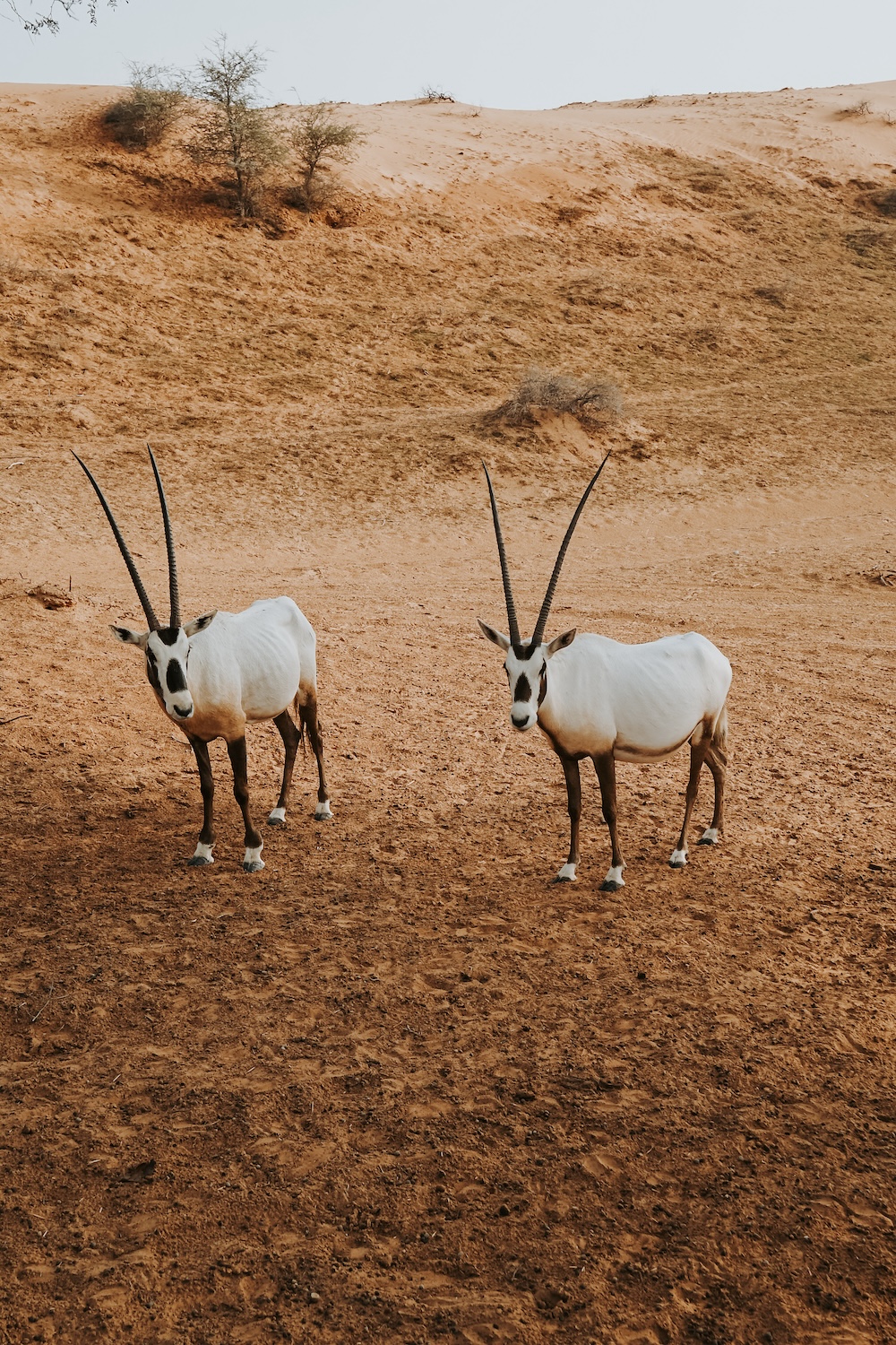 Ras al Khaimah, Arabische Oryx