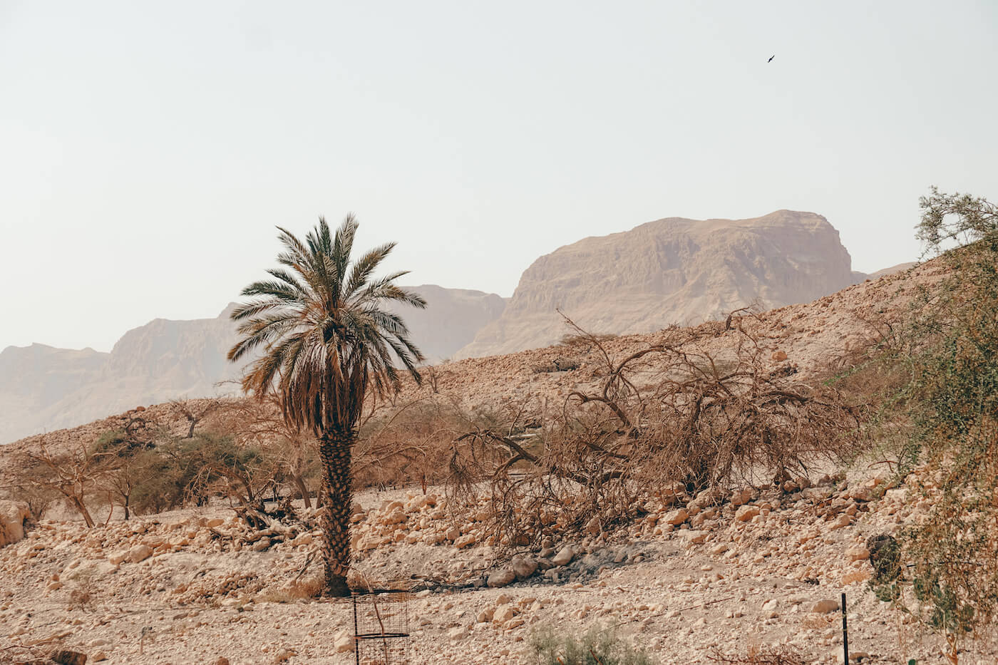 Reizen naar Israel Ein Gedi