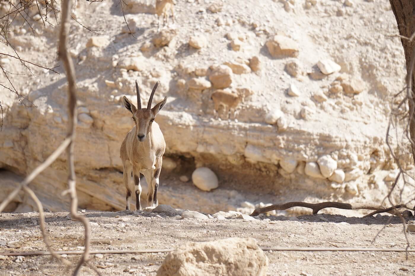 Reizen naar Israel EinGedi