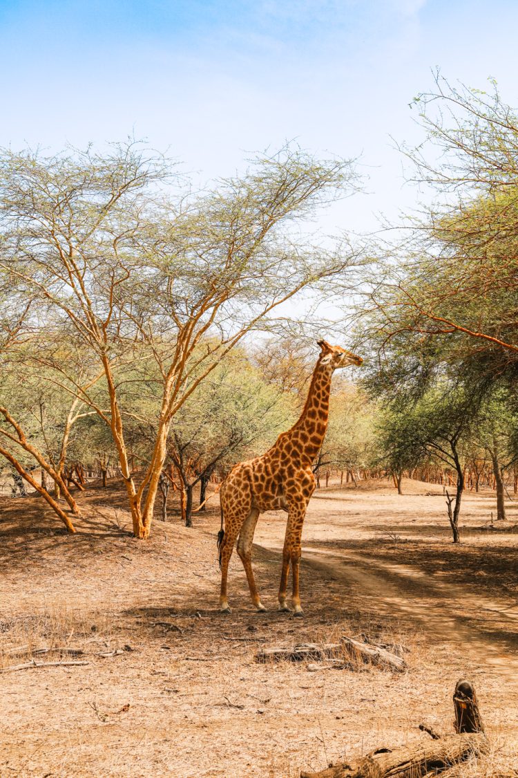 Reizen naar Sengal safari