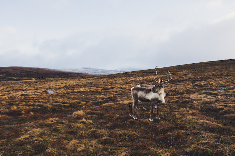 Rendier in schotland cairngorms