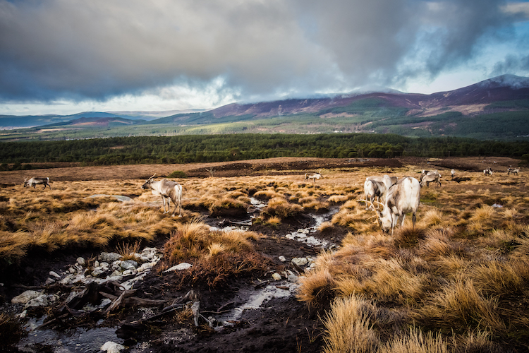 Rendieren in Cairngorms Schotland