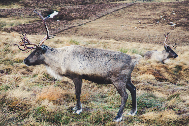 Rendieren in Schotland Cairngorms