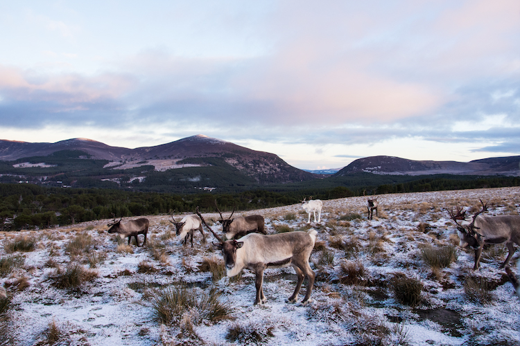 Rendieren in de sneeuw in Cairngorms Schotland