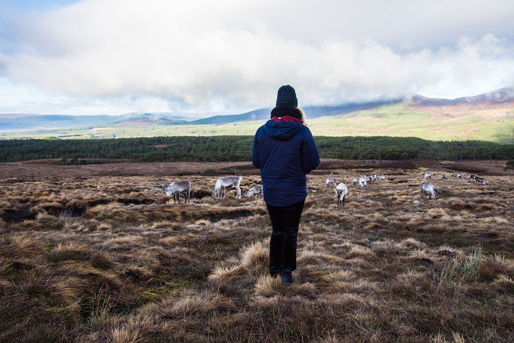 Rendieren kijken in schotland cairngorms