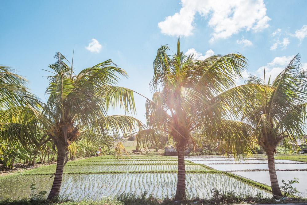 Rijstvelden Bali tips