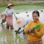 Rijstvelden Inle Meer