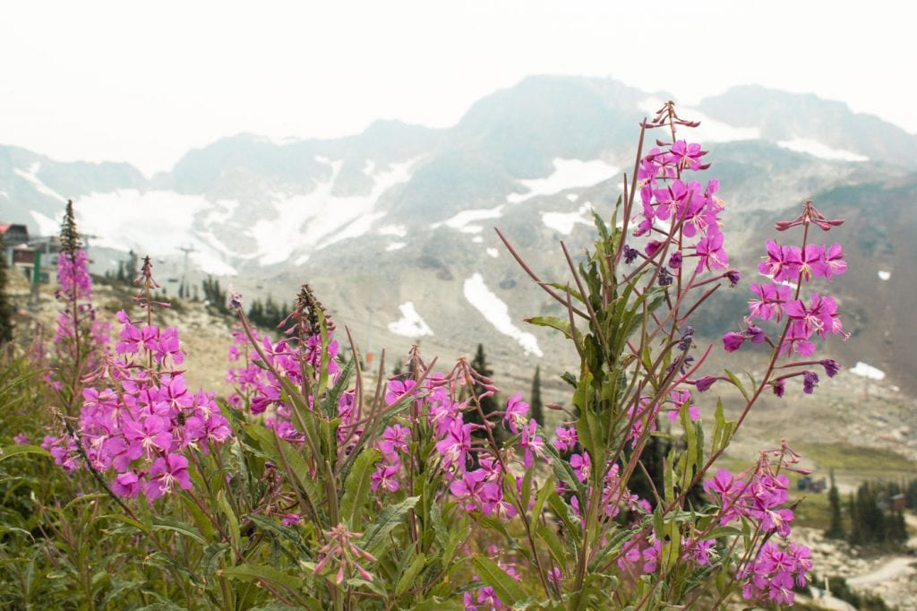 Roadtrip West Canada Whistler