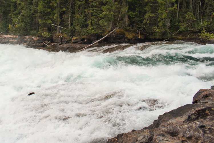 Roadtrip West Canada vliegende zalm Bailey’s Chute