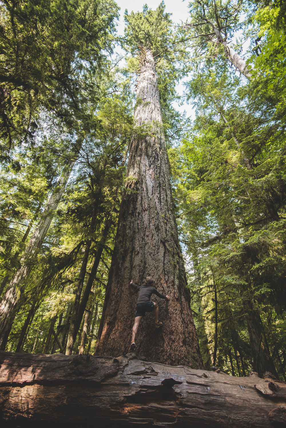 Rondreis Vancouver Island cathedral grove-3