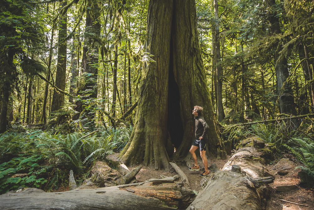 Rondreis Vancouver Island cathedral grove