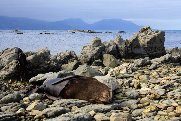 Rondreis Zuidereiland Nieuw-Zeeland hoogtepunten Kaikoura 