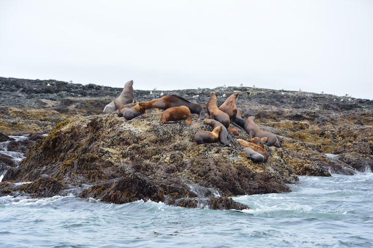 Rondreis west canada wildlife kust